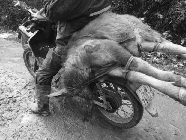 A-man-carries-a-dead-buffalo-on-his-motorbike