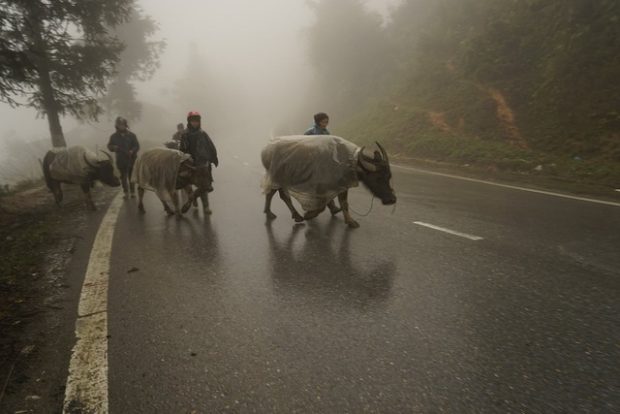 People move their buffaloes to lower areas to avoid the- cold in Lao Cai Province 