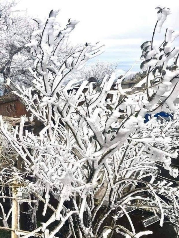 Trees-covered-in-frost-in-Son-La-Province